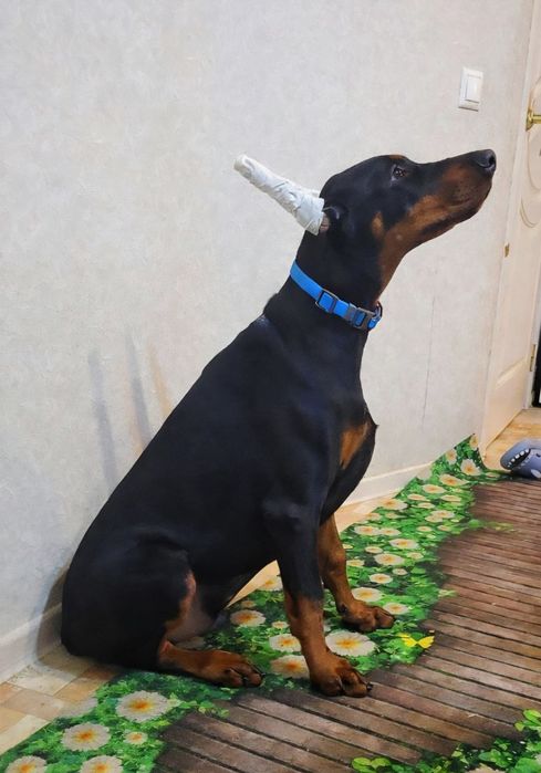 Отличные  щенки добермана