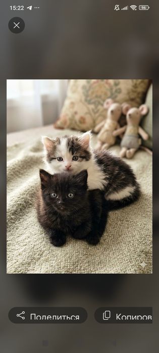 Кошенятка - хлопчики шукають родини