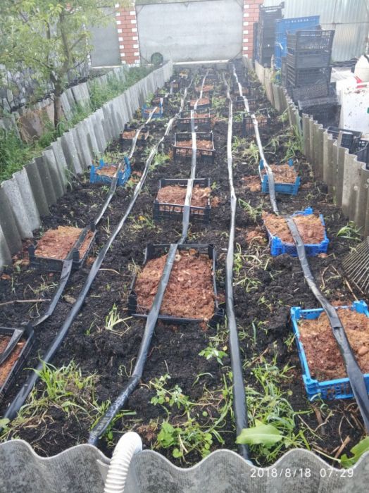 Хробаки для риболовлі та виробництва біогумусу