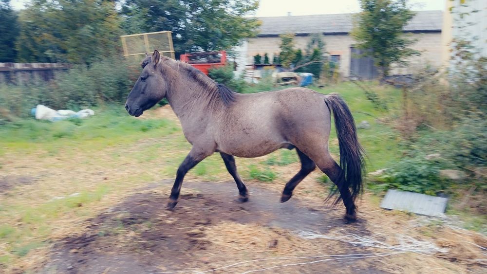 Konik polski ogier dopłatowy