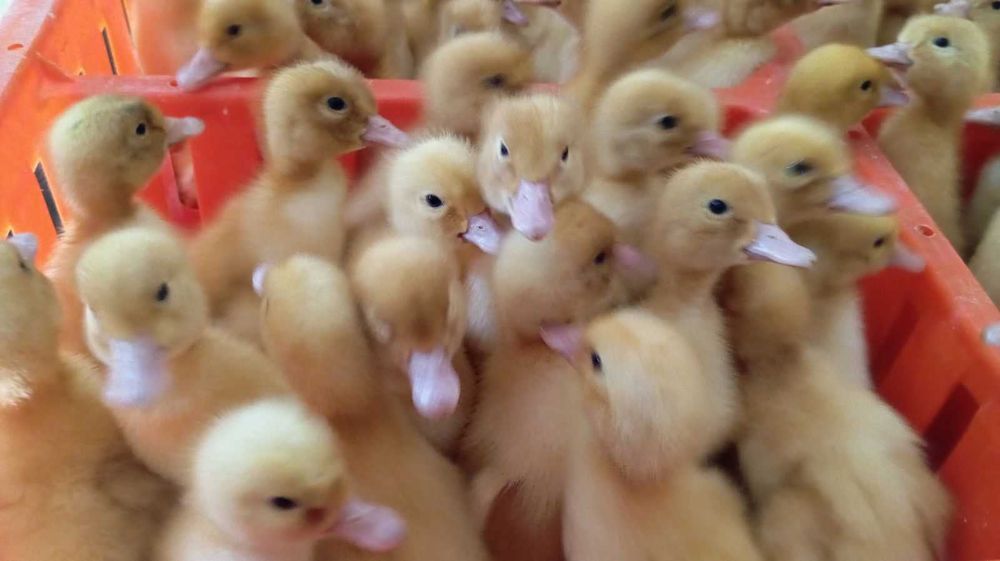 kaczki  dorosłe różne kolory