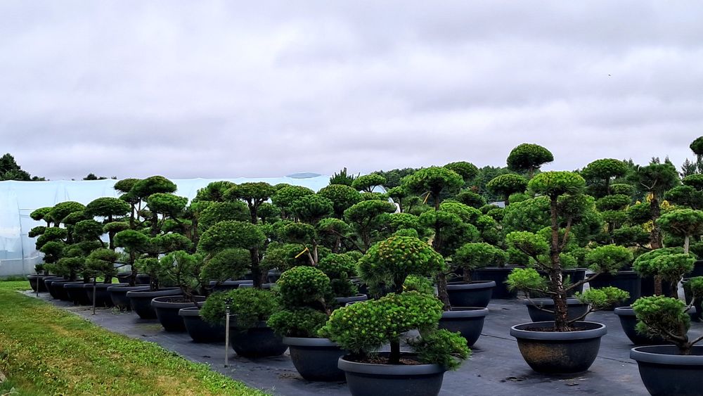 bonsai sosna bonsai 25 lat wys 150-250cm promocja 100szt producent ok