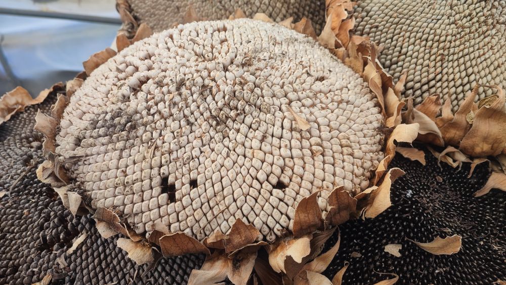 Sementes de Girassol do Produtor — Para Semear ou Alimentar Pássaros