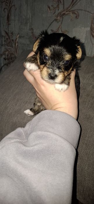 Продам цуценят йорків (стандарт),