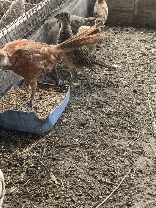 Фазани мисливські