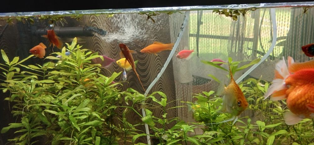Sprzedam akwarium 200l