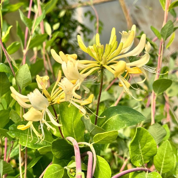 Wiciokrzew pomorski 'Graham Thomas' Pięknie pachnie, Doniczka 2.0L