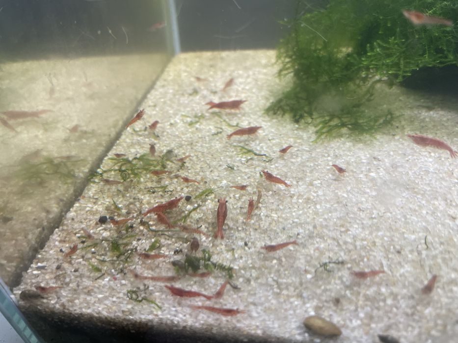krewetki red cherry