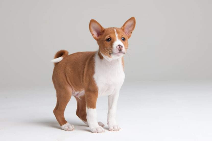 Щенки басенджи. Питомник DREAM OF CONGO (FCI-UKU)