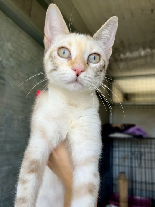 Shiva- linda gatinha muito meiga!