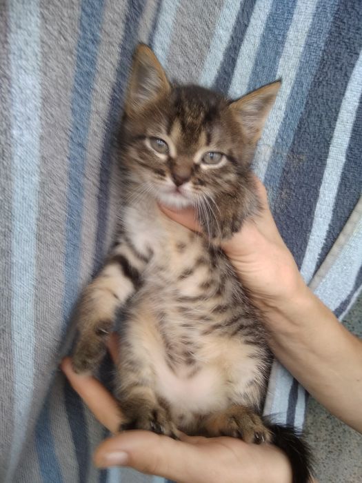 Рафик,1,6 месяцев в добрые руки!