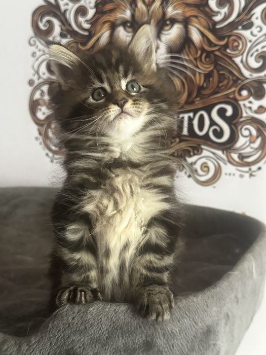 Хлопчик Мейн кун