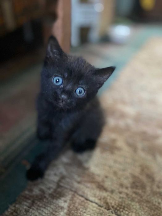 Кошенята шукають родину