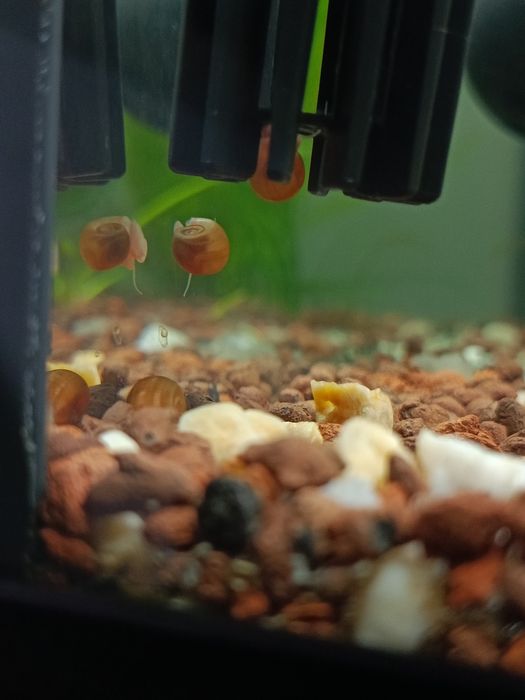 Caracóis de aquário