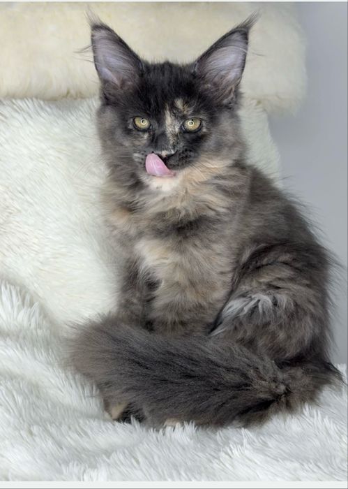 Koteczka maine coon łagodne olbrzymy piękne linie