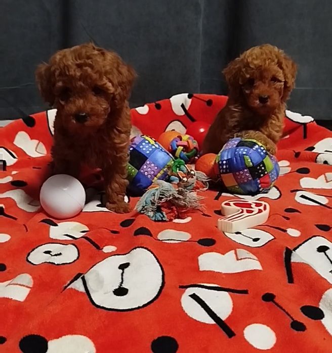 Мальчишки пуделя