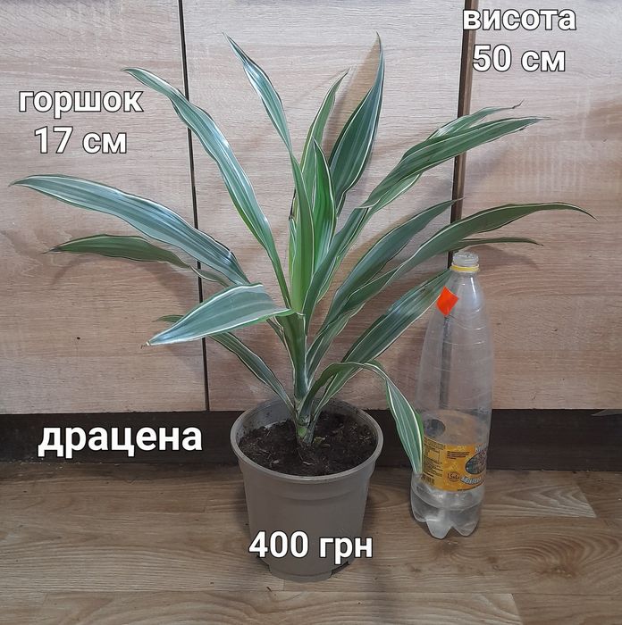 Крассула, спатифілум,  ноліна, драцена
