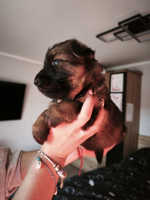 Owczarek Niemiecki Długowłosy FCI ZKwP wilczasty samiec