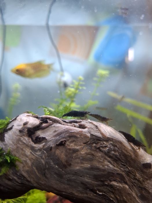 Neocoridina black