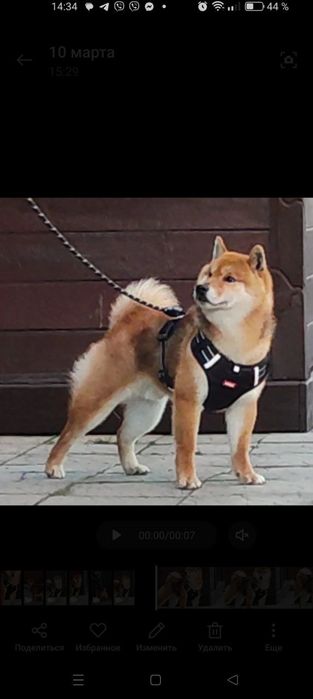 Шиба Ину,Сіба Іну(Shiba·inu) 21месяц