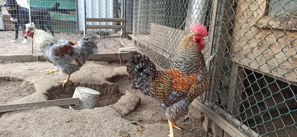 Домашні півні чубаті