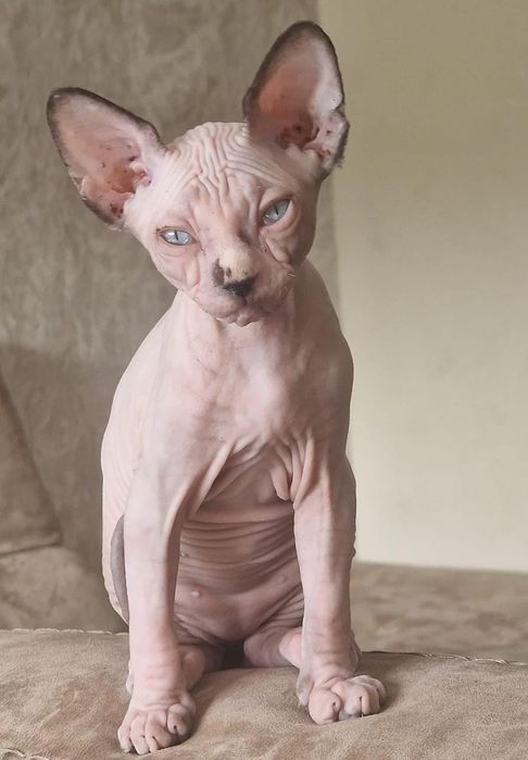 Gatinha sphynx olhos azuis