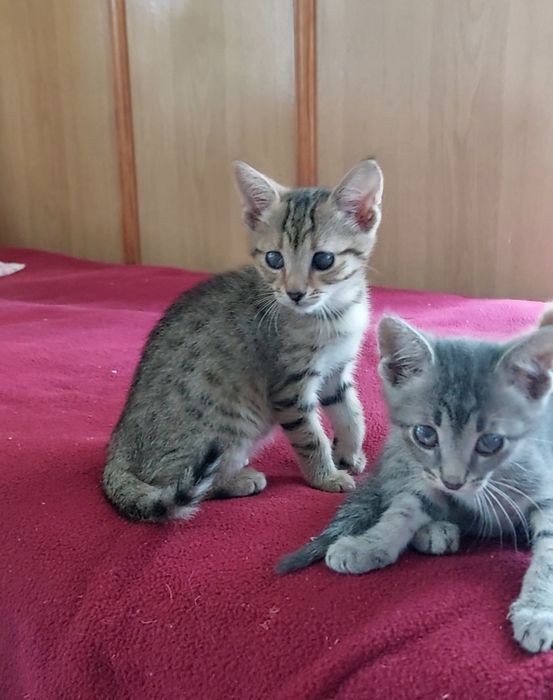 Котенок мальчик в добрые руки