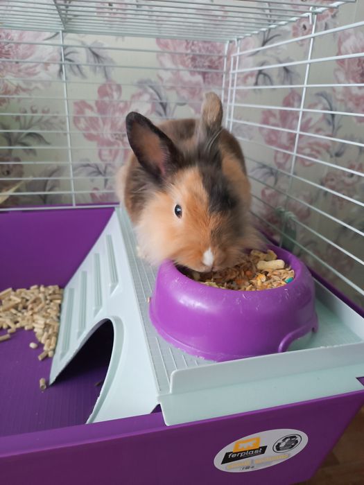 Продам клєтку для кролика