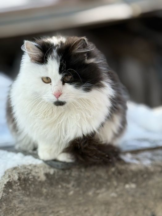 Котики стерелізовані шукають господарів