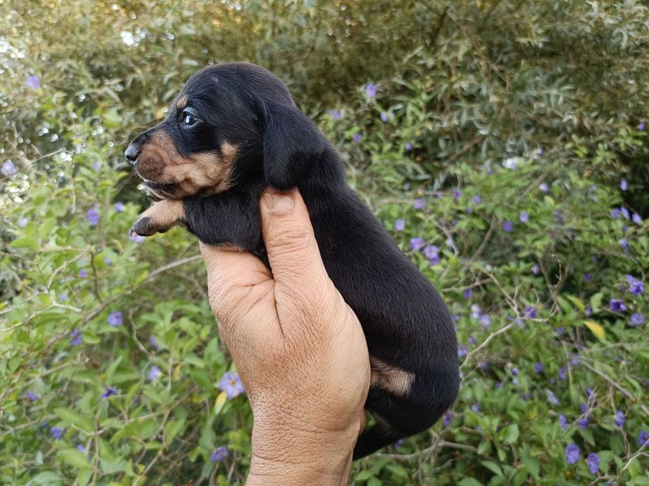 Teckel  macho mini preto afogueado