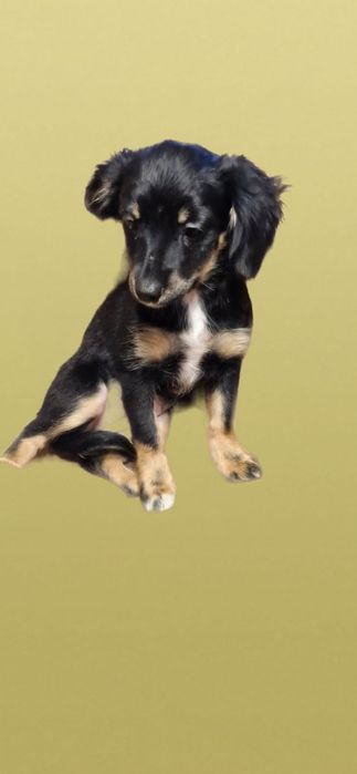 Pieski suczki do adopcji szczeniaki