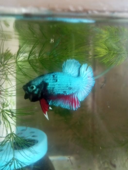 Півники плакатні