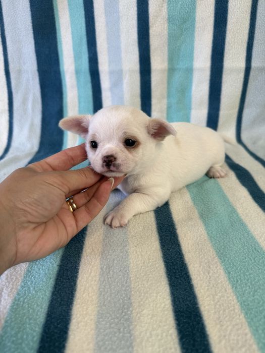 Excelente mini menino Chihuahua/Chiuaua de Qualidade, Linhagem Russa