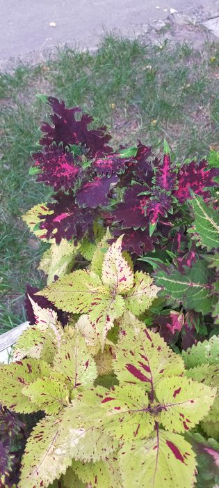 Колеуси ,свіжозріз.Однорічні ,яскраві рослини,зимують в приміщенні.