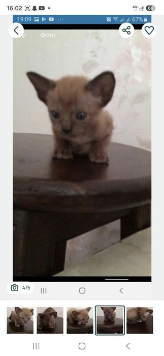 Самые лучшие бурманские кошки здесь