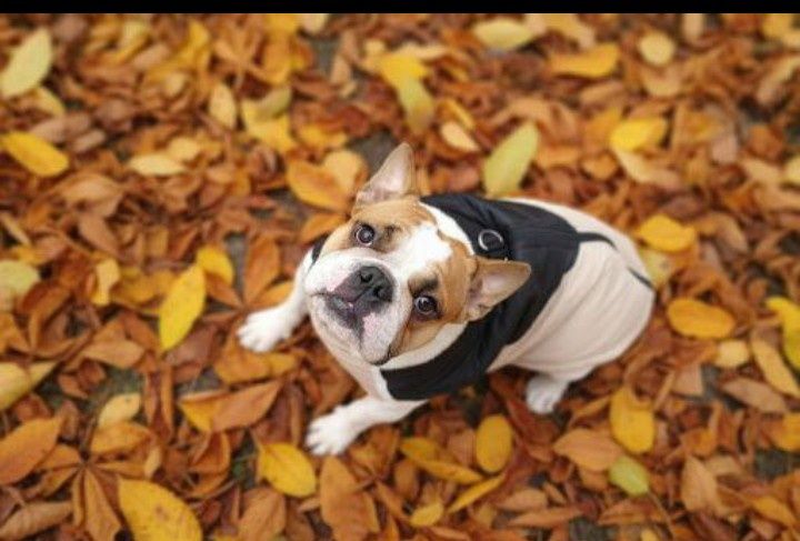 Французький джентельмен шукає дівчинку