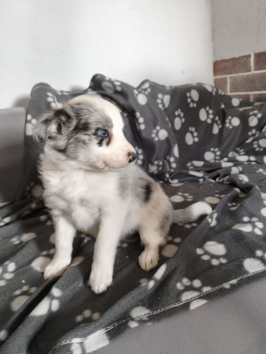 Sczka border collie blue merle