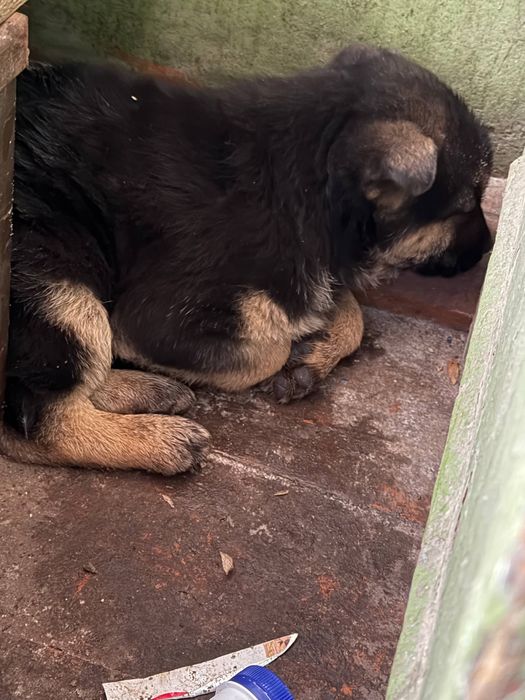 Цуценята у добрі руки