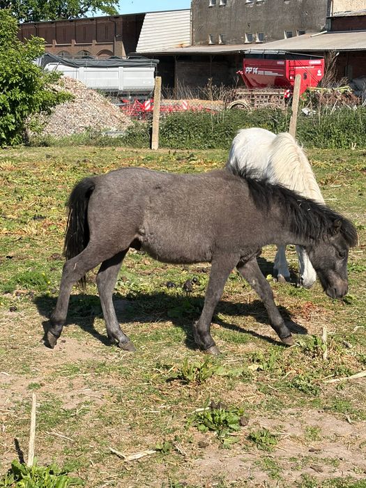 Kłaczki i ogierki kuca z pochodzeniem