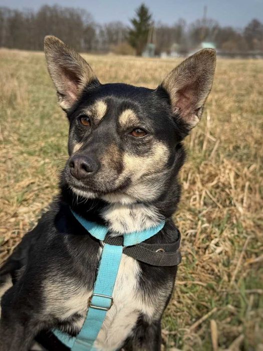 Ukołysz strach delikatnej Roxi...