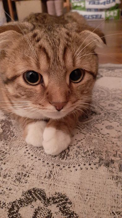 Случка кота , кіт на в'язку.