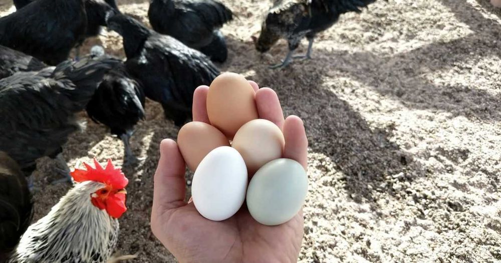 кури! Безкоштовна доставка!  Продам курей! Біляівка