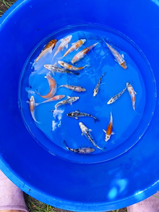 Carpas koi para vários gostos
