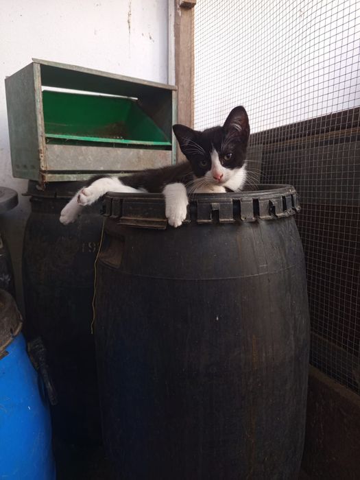 Gatinhos para adoção