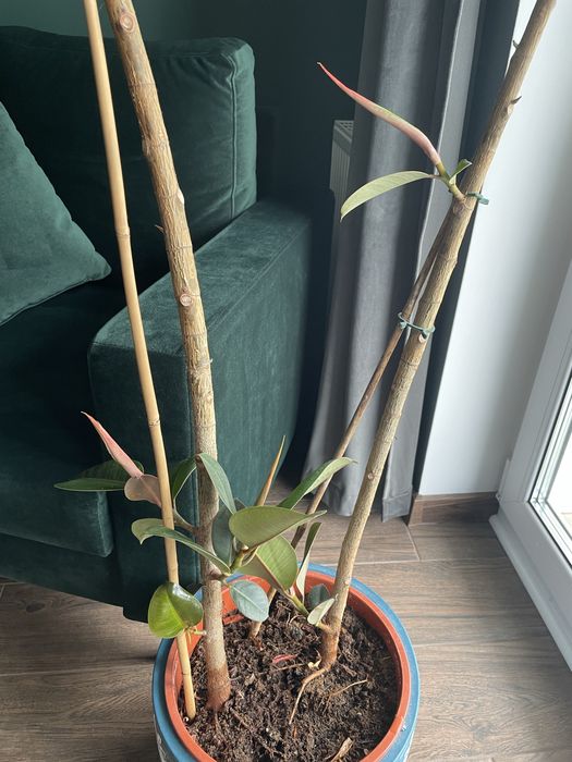 Kwiat fikus ficus wysoki 165 cm