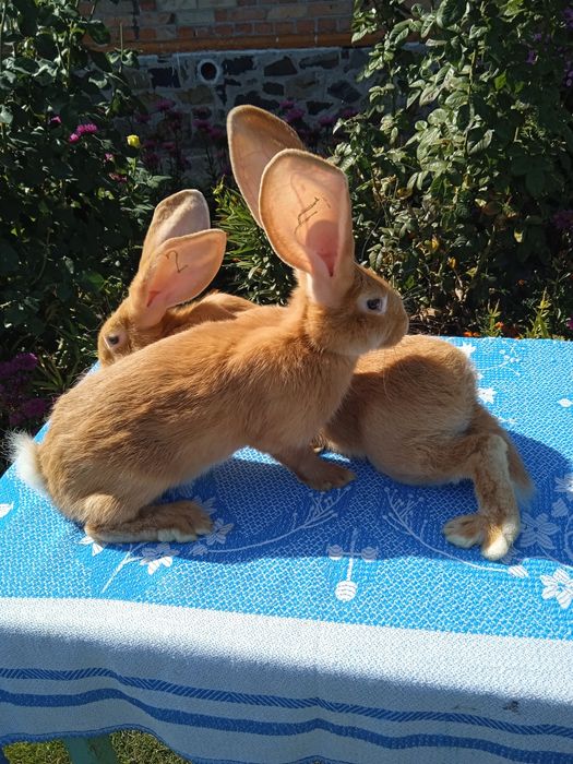 Бельгійський велетень білого і жовтого окрасу