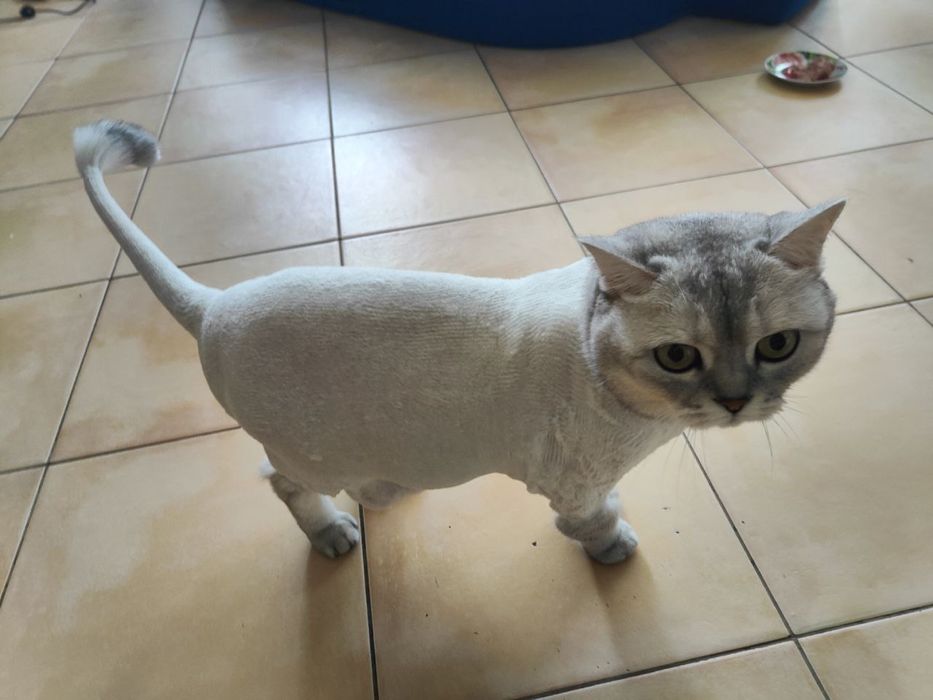 Стрижка собак и кошек