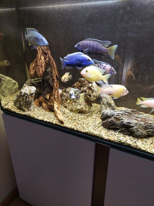 Aquário completo de ciclideos
