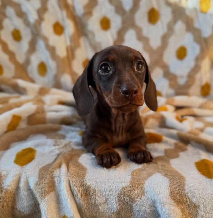 Шоколадна дівчинка