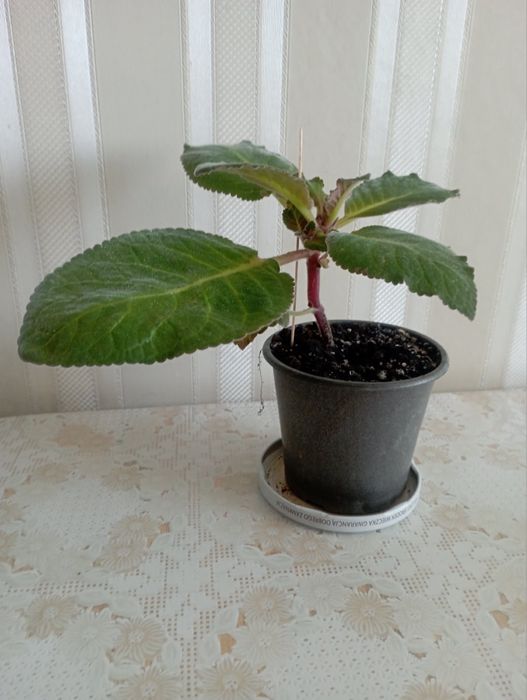 Глоксинія (дітки)